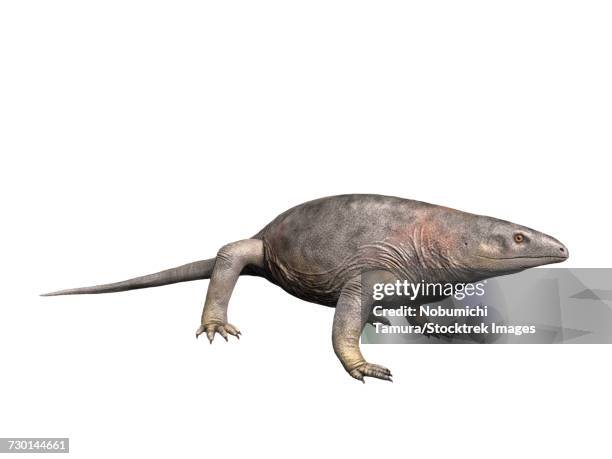 varanops brevirostris, synapsida, early permian of texas, usa. - permian-reptile stock illustrations