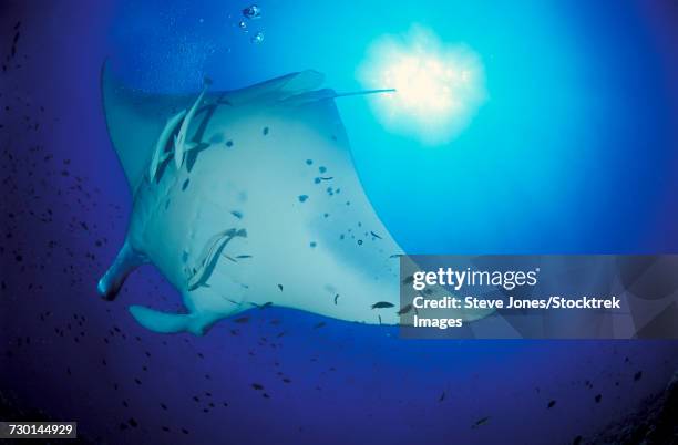 giant oceanic manta ray and sunburst, maldives. - borstvin stockfoto's en -beelden