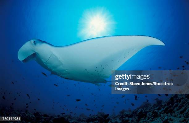 giant oceanic manta ray with sunburst in background, maldives. - borstvin stockfoto's en -beelden