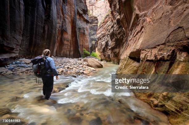 hiker walking through river in the narrows, zion national park, utah, america, usa - estrechos de zion fotografías e im�ágenes de stock