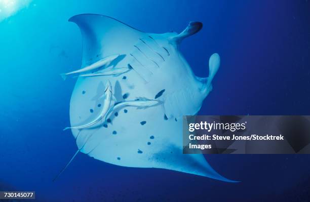 underside full body view of a giant oceanic manta ray. - ictiología fotografías e imágenes de stock