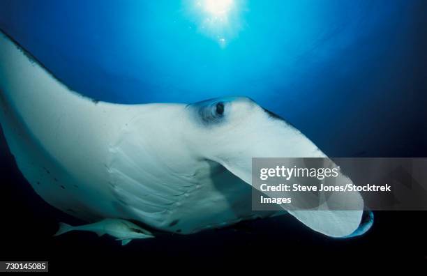 giant oceanic manta ray (manta birostris), close-up facial view. - ictiología fotografías e imágenes de stock