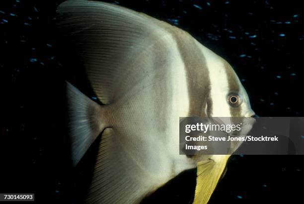 longfin spadefish, south ari atoll, maldives. - pinna pettorale foto e immagini stock