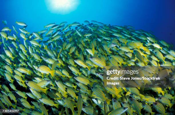 school of bluestripe snapper in the south ari atoll, maldives. - bluelined snapper stockfoto's en -beelden