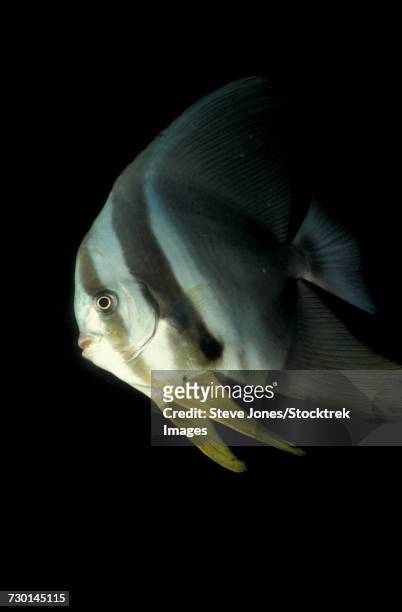 longfin spadefish, south ari atoll, maldives. - pinna pettorale foto e immagini stock