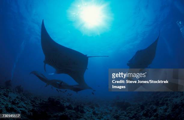 three giant oceanic manta rays in the south ari atoll, maldives - borstvin stockfoto's en -beelden
