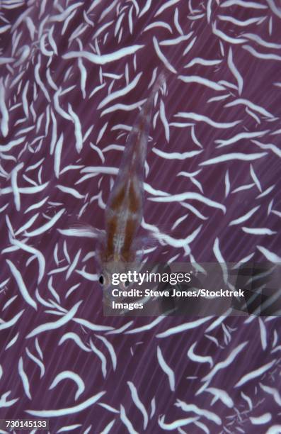 goby (pleurosicya micheli) on soft coral, south ari atoll, maldives. - ichthyology stock pictures, royalty-free photos & images