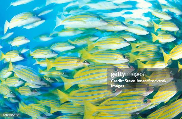 blue-striped snapper (lutjanus kasmira) schooling, south ari atoll, maldives. - ictiología fotografías e imágenes de stock