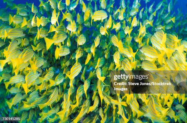 rear view of blue-striped snapper schooling in the south ari atoll, maldives. - ictiología fotografías e imágenes de stock