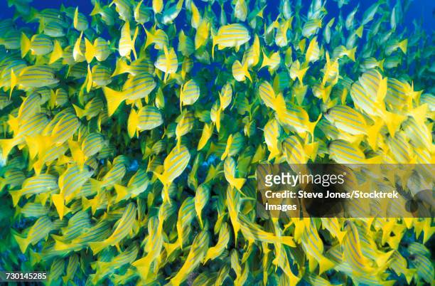 rear view of blue-striped snapper schooling in the south ari atoll, maldives. - ichthyology stock pictures, royalty-free photos & images
