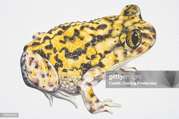 western spadefoot toad (scaphiopus hammondi), yellow with black speckles, side view. - ヒキガエル属点のイラスト素材／クリップアート素材／マンガ素材／アイコン素材