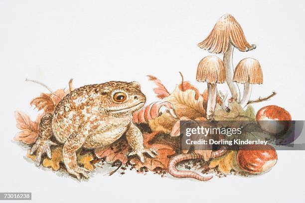 natterjack toad (bufo calamita) perched on fallen leaves, next to chestnuts, rainworm and trio of mushrooms. - calamita stock illustrations