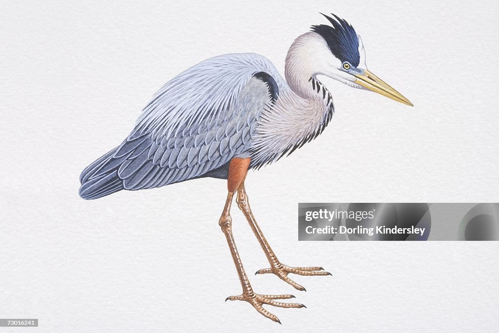 Great Blue Heron (Ardea herodias), with long legs and silver-blue feathers, side view.
