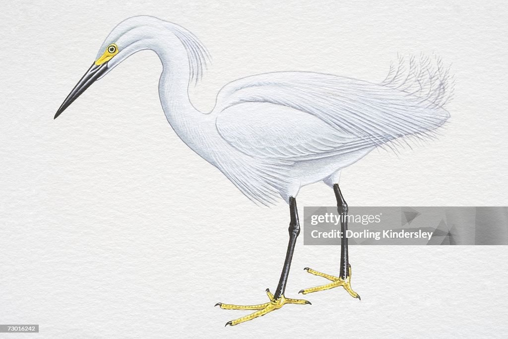 Snowy Egret (Egretta thula), with white plumage, black bill and yellow feet, side view.