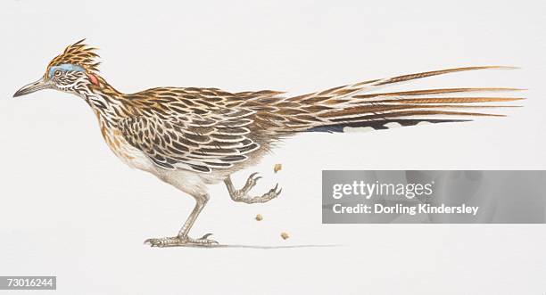 greater roadrunner (geococcyx californianus), side view of bird with long tail feathers, one foot lifted. - greater roadrunner stock illustrations