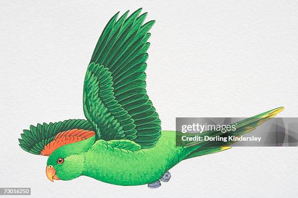 red-winged or crimson-winged parrot (aprosmictus erythropterus), green parrot with red wing feathers flying, side view. - spread wings stock illustrations