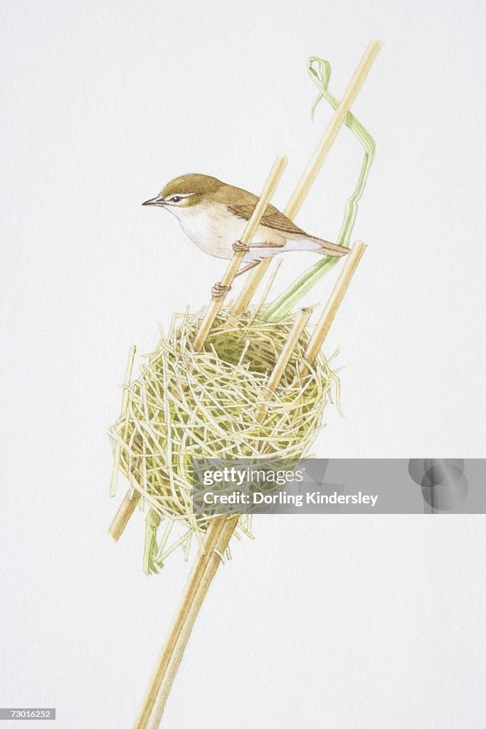 Reed Warbler (Acrocephalus scirpaceus) clutching reed stalk above nest.
