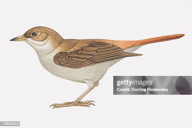 ilustraciones, imágenes clip art, dibujos animados e iconos de stock de ruiseñor (luscinia megarhynchos), con alas rojas y ta marrón - nightingale