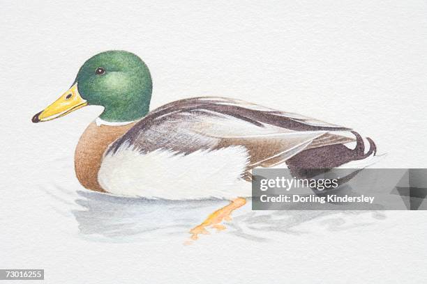 male mallard (anas platyrhynchos) in water, side view. - drake stock illustrations