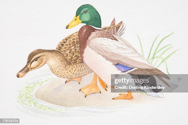 brown female and colourful male mallard (anas platyrhynchos) standing together at edge of water. - animals with webbed feet stock illustrations