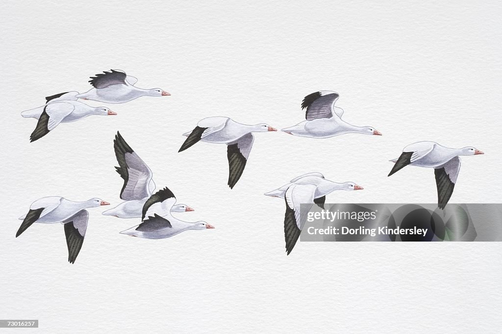 Nine Snow Geese (Chen caerulescens) flying in v-formation, side view.