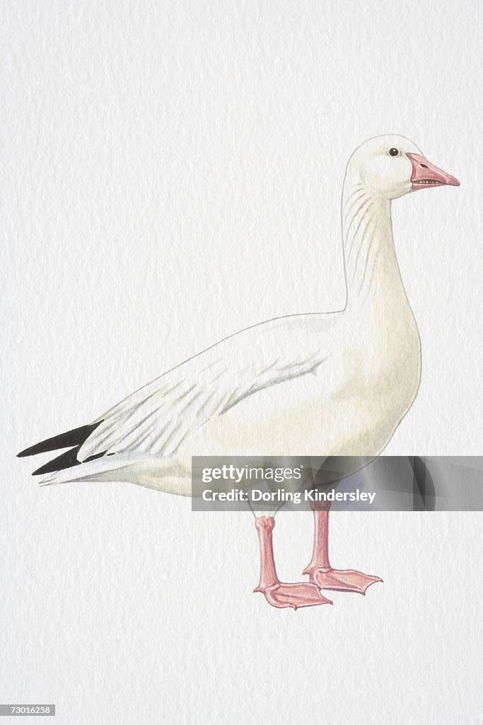 Snow Goose (Chen caerulescens), side view.
