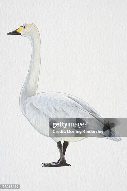 tundra or bewick's swan (cygnus columbianus), with yellow-black bill and black feet, side view. - cygnus columbianus stock illustrations