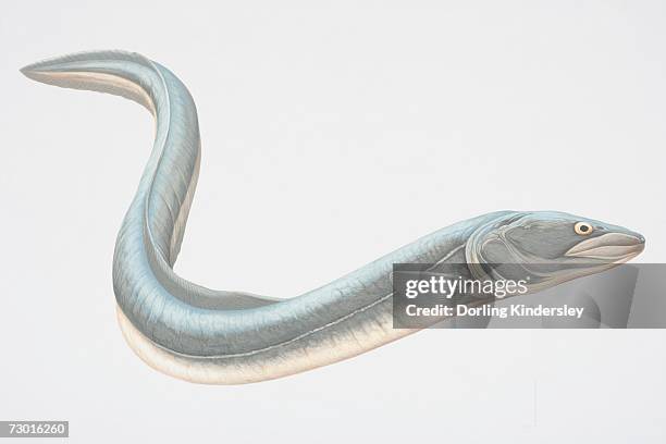 Angulliformes Vector Anguilliformes Photos and Premium High Res Pictures - Getty Images