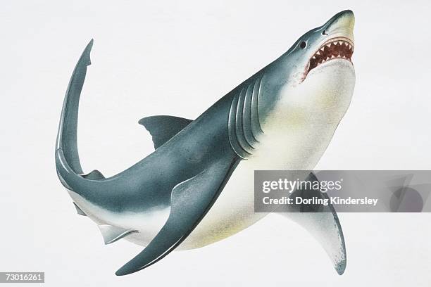great white shark (carcharodon carcharias) showing its teeth, low angle view. - shark jaws stock illustrations