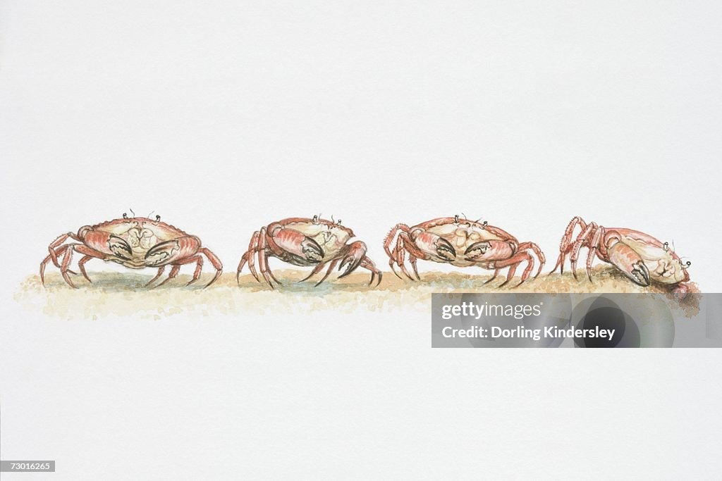 Crab Sideways Walk Traced Cancer How a Single Evolutionary Innovation Reshaped an Entire Phylum