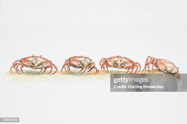 Scampering Animation 151 Scampering Stock Photos, High-Res Pictures, and Images - Getty Images