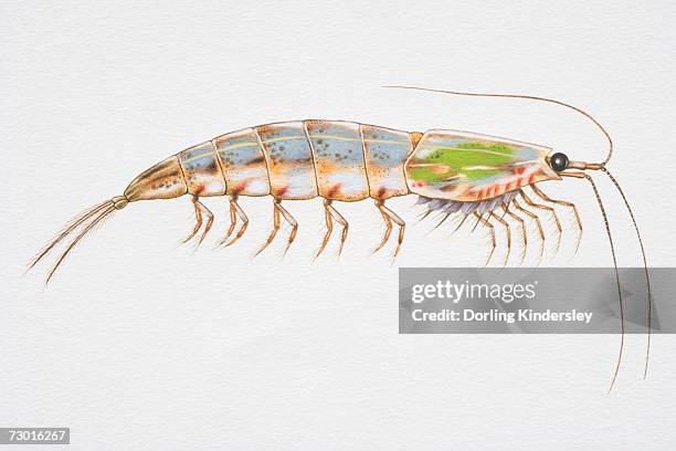 colourful krill (malacostracan crustacean), side view. - nahrungskette stock-grafiken, -clipart, -cartoons und -symbole