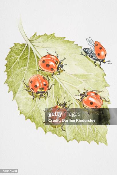 four ladybirds (coccinella septempunctata) on a leaf. - seven spot ladybird stock illustrations