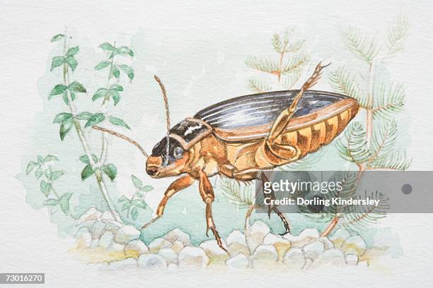 ilustraciones, imágenes clip art, dibujos animados e iconos de stock de great diving beetle (dytiscus marginalis) in underwater flora. - diving beetle