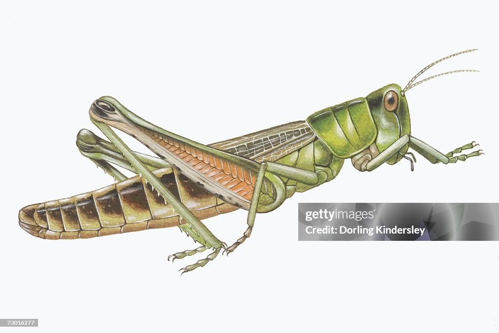 Meadow Grasshopper (Chorthippus parallelus), side view.