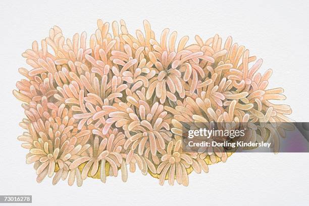 finger-shaped clusters of ritter's radianthus or magnificent sea anemone (heteractis magnifica). - anemone magnifica stock illustrations