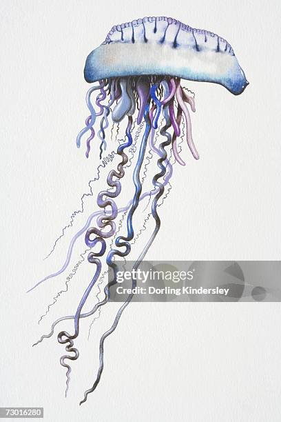 portuguese man o' war (physalia physalis) with long, dangling, purple-blue tentacles. - stinging stock illustrations