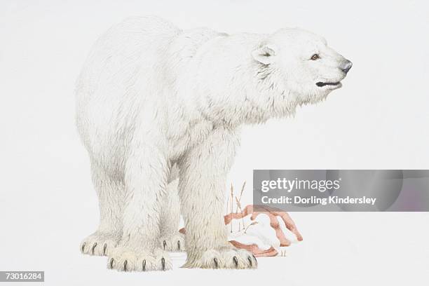 polar bear (ursus maritimus) standing with its head turned to right. - eisbär ohne eis stock-grafiken, -clipart, -cartoons und -symbole