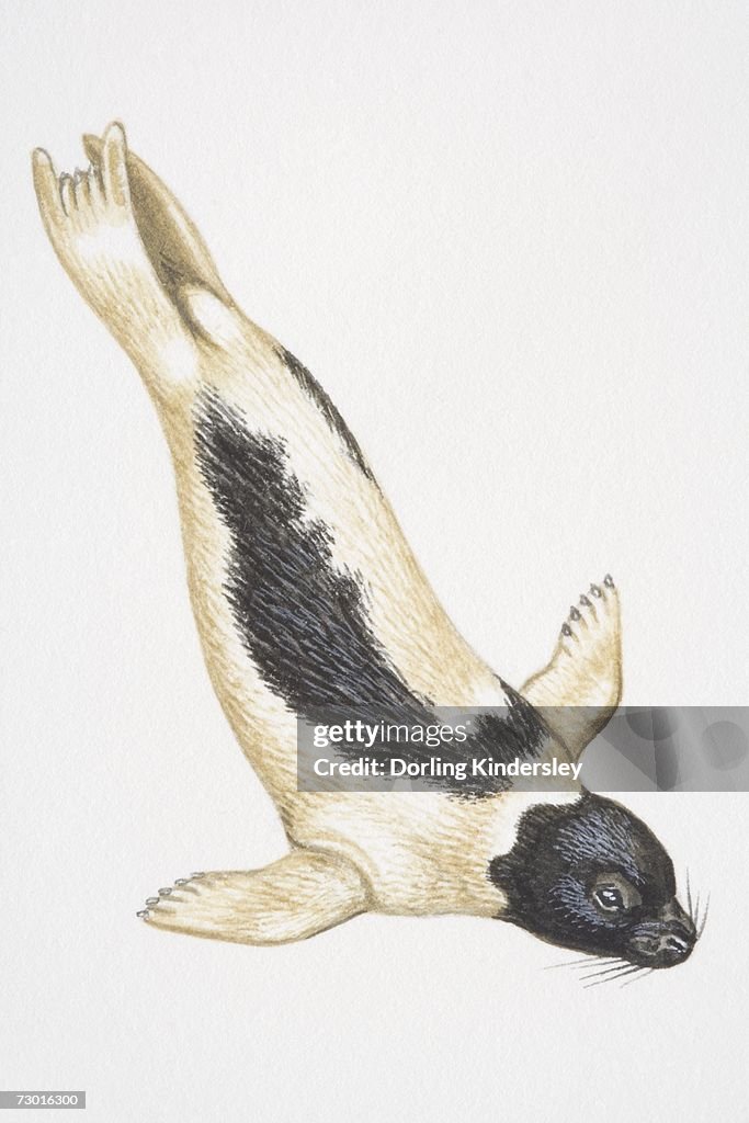 Harp Seal (Phoca groenlandica) diving.