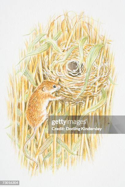 harvest mouse (micromys minutus) climbing a stalk leading to a nest in the middle of a field. - harvest mouse stock illustrations