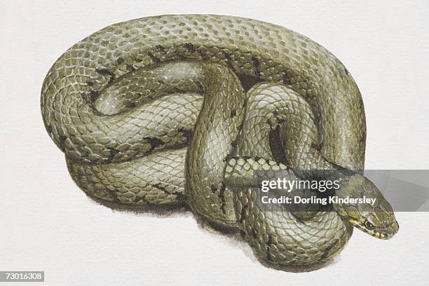 coiled green snake (serpentes), high angle view. - snake coil stock illustrations