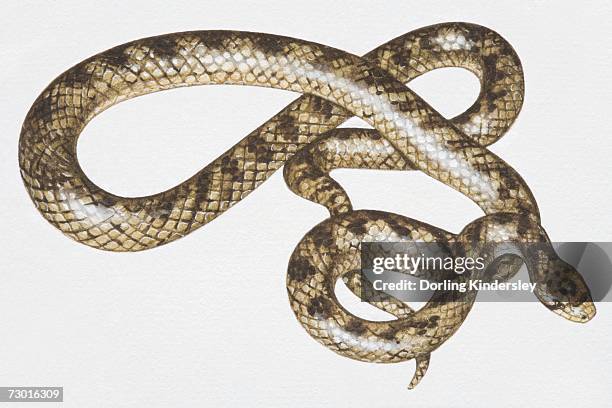 slithering brown patterned snake (serpentes), high angle view. - brown snake stock illustrations