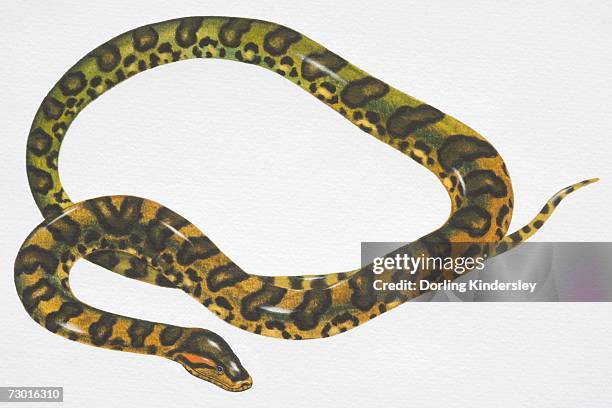 illustrations, cliparts, dessins animés et icônes de green anaconda (eunectes murinus) with pattern of black oval patches. - black anaconda