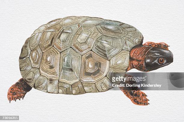 ilustraciones, imágenes clip art, dibujos animados e iconos de stock de wood turtle (clemmys insculpta) with olive green carapace, black head and spotted red limbs, hight angle view. - emídidos