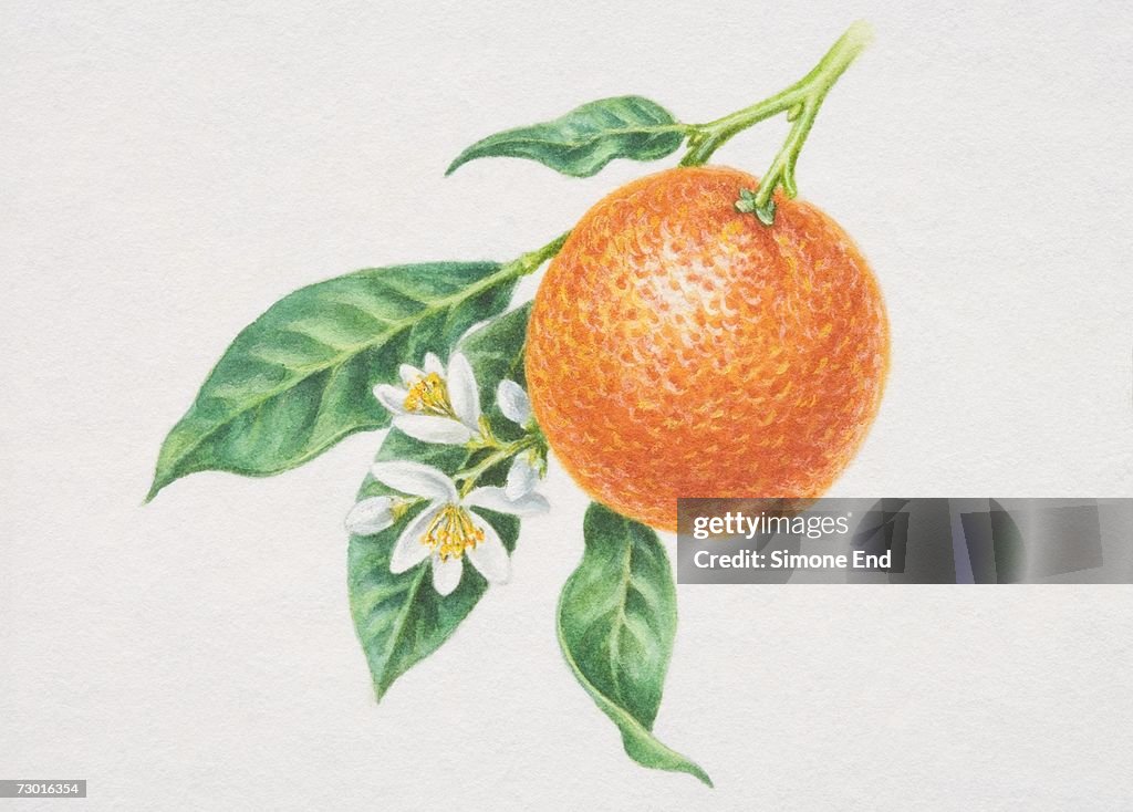 Citrus sinensis, single Orange hanging off Orange Tree, with flowers and leaves.