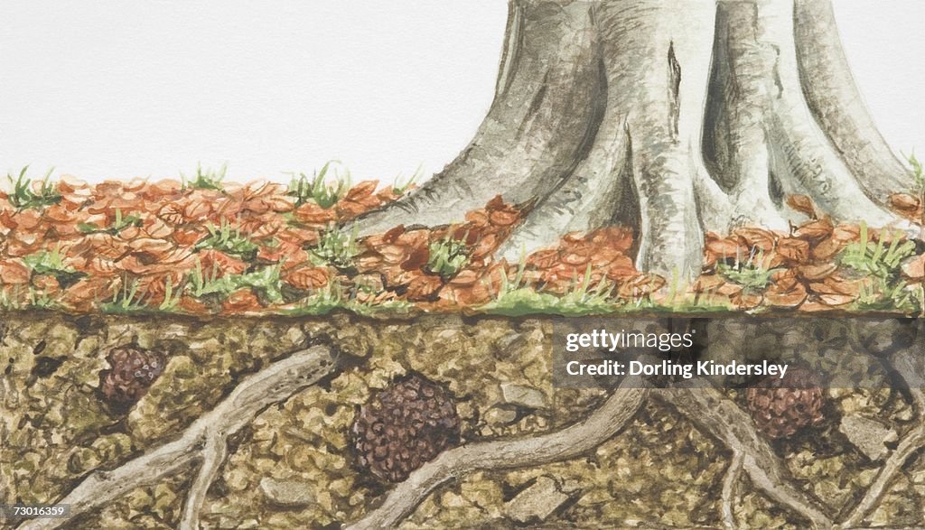 Tree Roots Bottom Bottom Of Tree Trunk And Underneath Cross Section Of Soil And Tuber ...