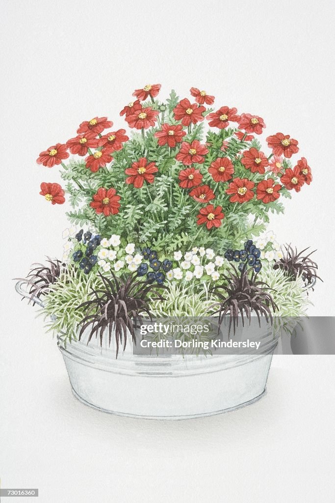 Red flowers of Cosmos sulphurus 'Ladybird Scarlet', deep purple flowers of Viola 'Bowles Black' and white flowers of Viola cornuta alba planted together in metallic container.