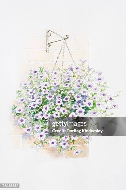 lilac flowers of petunia 'surfinia series' in hanging basket. - hanging plant wall stock illustrations