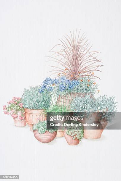 group of plants in pots, from front to back and left to right, green rosettes of sempervivum montanum and tight rounded rosettes of sempervivum guiseppi in shallow pots, red flowers of sedum 'ruby glow' spilling over sides of pot - bushy stock illustrations