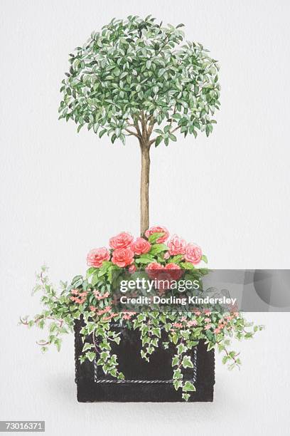 viburnum tinus, tree-like mop-headed shrub, with an underplanting of pink rose-like flowers of begonia x tuberhybrida 'non-stop', small pink flowers of begonia pendula 'illumination' and ivy trailing over edges of square container. - begonia tuberhybrida stock illustrations